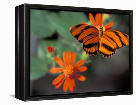 Acraea at Butterfly World, Florida, USA-Michele Westmorland-Framed Premier Image Canvas