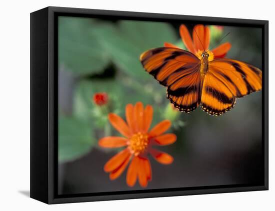 Acraea at Butterfly World, Florida, USA-Michele Westmorland-Framed Premier Image Canvas