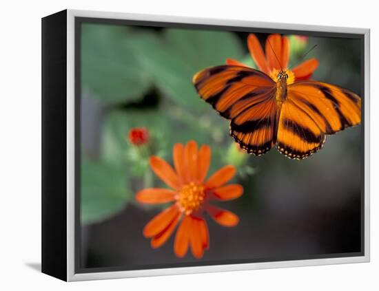 Acraea at Butterfly World, Florida, USA-Michele Westmorland-Framed Premier Image Canvas