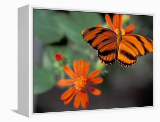 Acraea at Butterfly World, Florida, USA-Michele Westmorland-Framed Premier Image Canvas