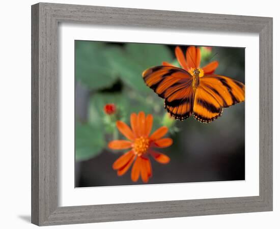 Acraea at Butterfly World, Florida, USA-Michele Westmorland-Framed Photographic Print