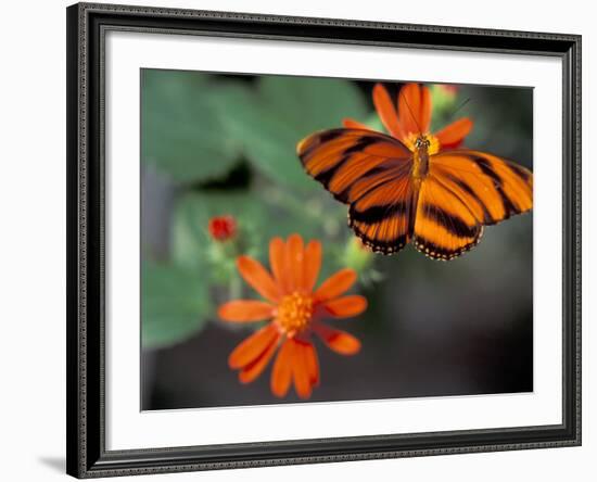 Acraea at Butterfly World, Florida, USA-Michele Westmorland-Framed Photographic Print