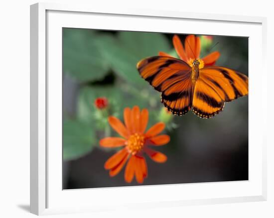 Acraea at Butterfly World, Florida, USA-Michele Westmorland-Framed Photographic Print