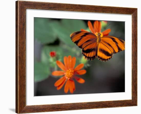 Acraea at Butterfly World, Florida, USA-Michele Westmorland-Framed Photographic Print