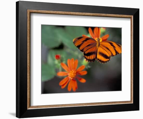 Acraea at Butterfly World, Florida, USA-Michele Westmorland-Framed Photographic Print