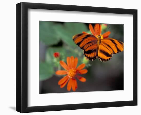 Acraea at Butterfly World, Florida, USA-Michele Westmorland-Framed Photographic Print