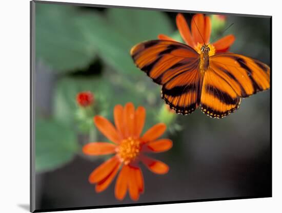 Acraea at Butterfly World, Florida, USA-Michele Westmorland-Mounted Photographic Print