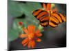 Acraea at Butterfly World, Florida, USA-Michele Westmorland-Mounted Photographic Print