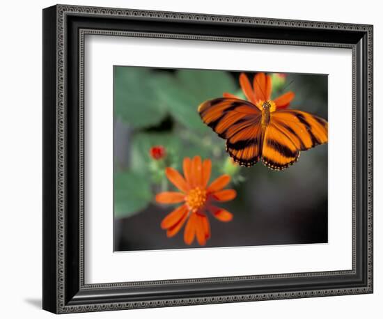 Acraea at Butterfly World, Florida, USA-Michele Westmorland-Framed Photographic Print