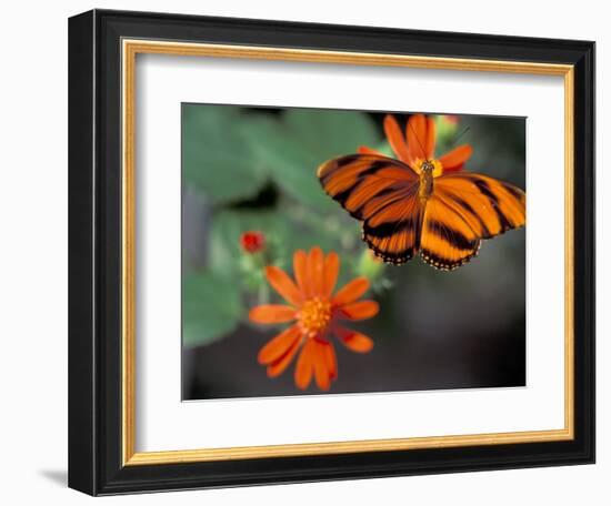 Acraea at Butterfly World, Florida, USA-Michele Westmorland-Framed Photographic Print