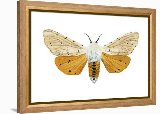 Acrea Moth (Estigmene Acraea), Insects-Encyclopaedia Britannica-Framed Stretched Canvas