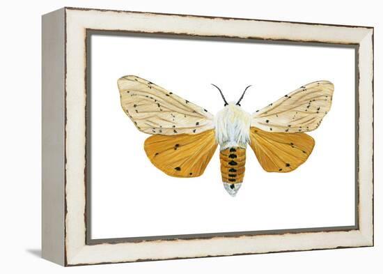 Acrea Moth (Estigmene Acraea), Insects-Encyclopaedia Britannica-Framed Stretched Canvas