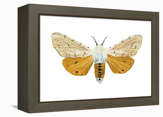 Acrea Moth (Estigmene Acraea), Insects-Encyclopaedia Britannica-Framed Stretched Canvas