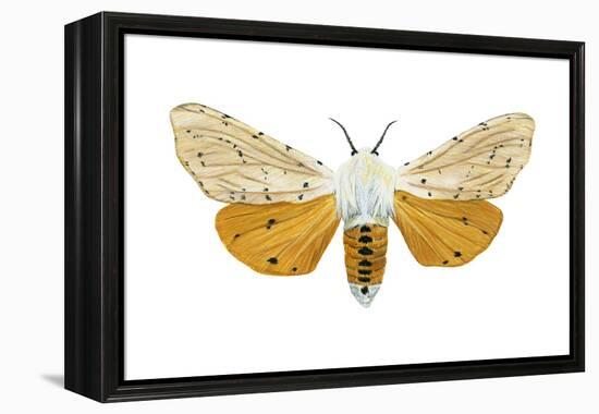 Acrea Moth (Estigmene Acraea), Insects-Encyclopaedia Britannica-Framed Stretched Canvas