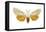 Acrea Moth (Estigmene Acraea), Insects-Encyclopaedia Britannica-Framed Stretched Canvas