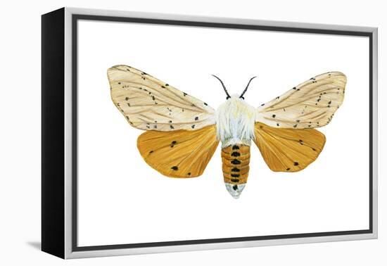 Acrea Moth (Estigmene Acraea), Insects-Encyclopaedia Britannica-Framed Stretched Canvas