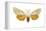 Acrea Moth (Estigmene Acraea), Insects-Encyclopaedia Britannica-Framed Stretched Canvas