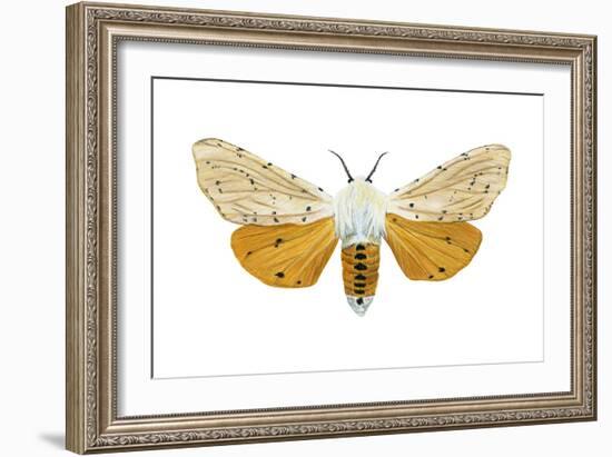 Acrea Moth (Estigmene Acraea), Insects-Encyclopaedia Britannica-Framed Art Print