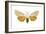 Acrea Moth (Estigmene Acraea), Insects-Encyclopaedia Britannica-Framed Art Print