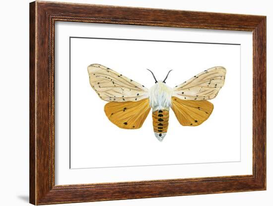 Acrea Moth (Estigmene Acraea), Insects-Encyclopaedia Britannica-Framed Art Print