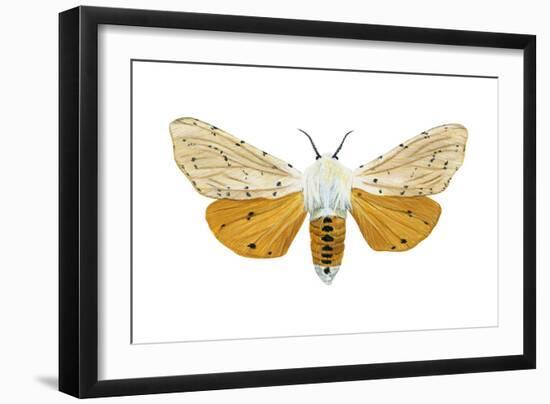 Acrea Moth (Estigmene Acraea), Insects-Encyclopaedia Britannica-Framed Art Print