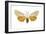 Acrea Moth (Estigmene Acraea), Insects-Encyclopaedia Britannica-Framed Art Print