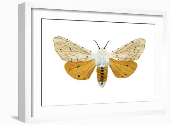 Acrea Moth (Estigmene Acraea), Insects-Encyclopaedia Britannica-Framed Art Print