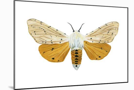 Acrea Moth (Estigmene Acraea), Insects-Encyclopaedia Britannica-Mounted Art Print