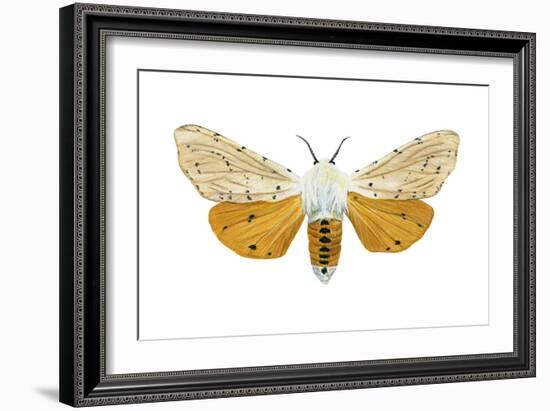 Acrea Moth (Estigmene Acraea), Insects-Encyclopaedia Britannica-Framed Art Print