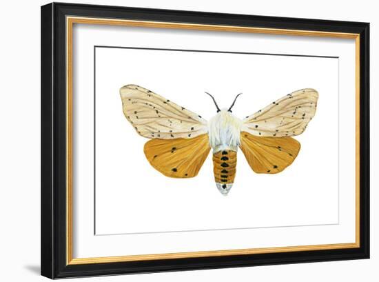 Acrea Moth (Estigmene Acraea), Insects-Encyclopaedia Britannica-Framed Art Print