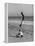 Acrobat/Actor, Russ Tamblyn Doing a Flip on Beach with Movie Actress Venetia Stevenson Watching Him-Allan Grant-Framed Premier Image Canvas