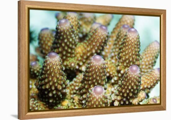 Acropora Plate Coral Polyps-Georgette Douwma-Framed Premier Image Canvas