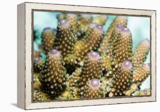 Acropora Plate Coral Polyps-Georgette Douwma-Framed Premier Image Canvas