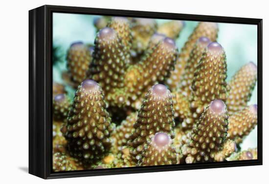 Acropora Plate Coral Polyps-Georgette Douwma-Framed Premier Image Canvas