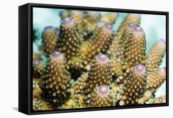 Acropora Plate Coral Polyps-Georgette Douwma-Framed Premier Image Canvas