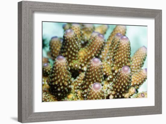 Acropora Plate Coral Polyps-Georgette Douwma-Framed Photographic Print