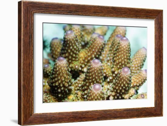 Acropora Plate Coral Polyps-Georgette Douwma-Framed Photographic Print