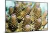 Acropora Plate Coral Polyps-Georgette Douwma-Mounted Photographic Print