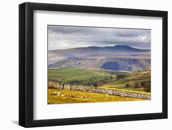 Across Ribblesdale to Ingleborough from Above Stainforth Near Settle, Yorkshire Dales, Yorkshire-Mark Sunderland-Framed Photographic Print