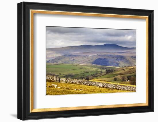 Across Ribblesdale to Ingleborough from Above Stainforth Near Settle, Yorkshire Dales, Yorkshire-Mark Sunderland-Framed Photographic Print