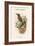 Actenoides Lindsayi - Lindsay's Kingfisher-John Gould-Framed Art Print