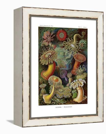 Actiniae or Actiniaria, 1899-1904-null-Framed Premier Image Canvas