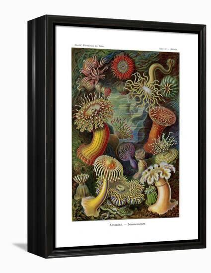 Actiniae or Actiniaria, 1899-1904-null-Framed Premier Image Canvas