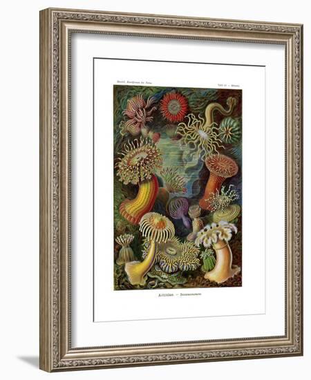 Actiniae or Actiniaria, 1899-1904-null-Framed Giclee Print