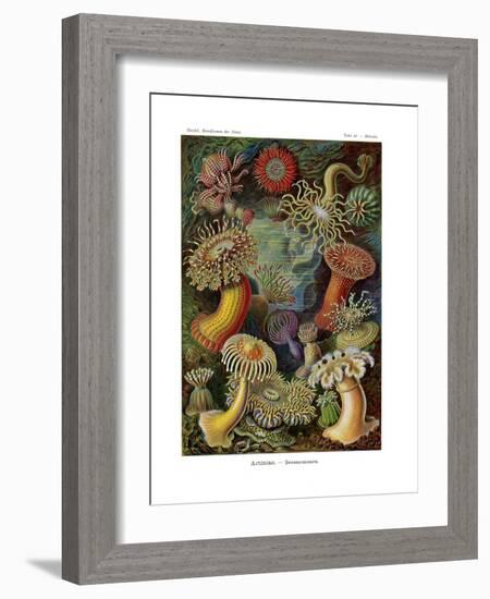 Actiniae or Actiniaria, 1899-1904-null-Framed Giclee Print