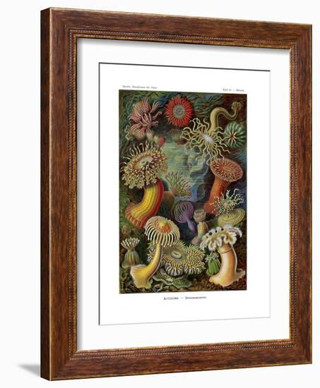 Actiniae or Actiniaria, 1899-1904-null-Framed Giclee Print