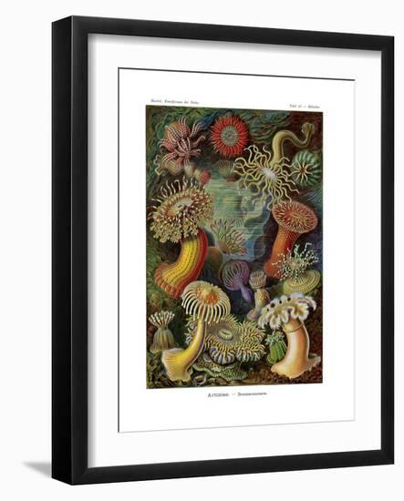 Actiniae or Actiniaria, 1899-1904-null-Framed Giclee Print