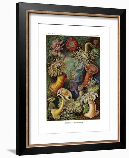 Actiniae or Actiniaria, 1899-1904-null-Framed Giclee Print