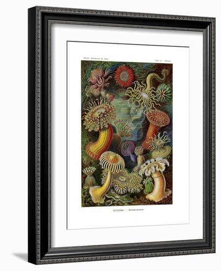 Actiniae or Actiniaria, 1899-1904-null-Framed Giclee Print