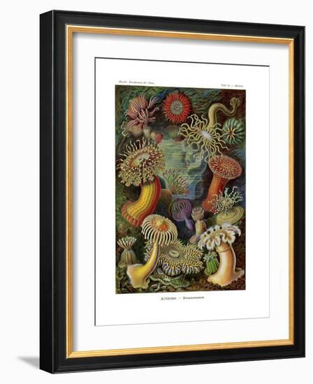 Actiniae or Actiniaria, 1899-1904-null-Framed Giclee Print